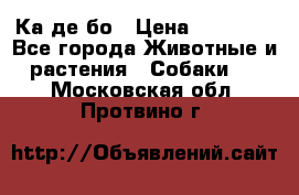 Ка де бо › Цена ­ 25 000 - Все города Животные и растения » Собаки   . Московская обл.,Протвино г.